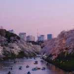 A Walk in the Cherry Blossom city Tokyo