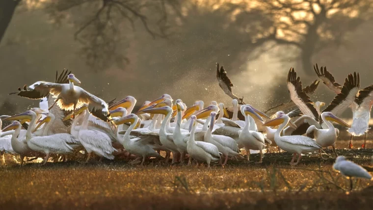 luxury-Wildlife-photography-tours